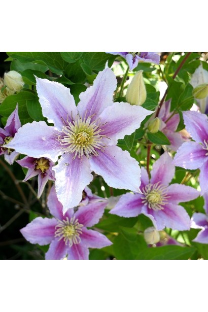 Клематис Піілу в Україні